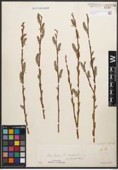 Foto von Salix caprea L. x Salix purpurea L.